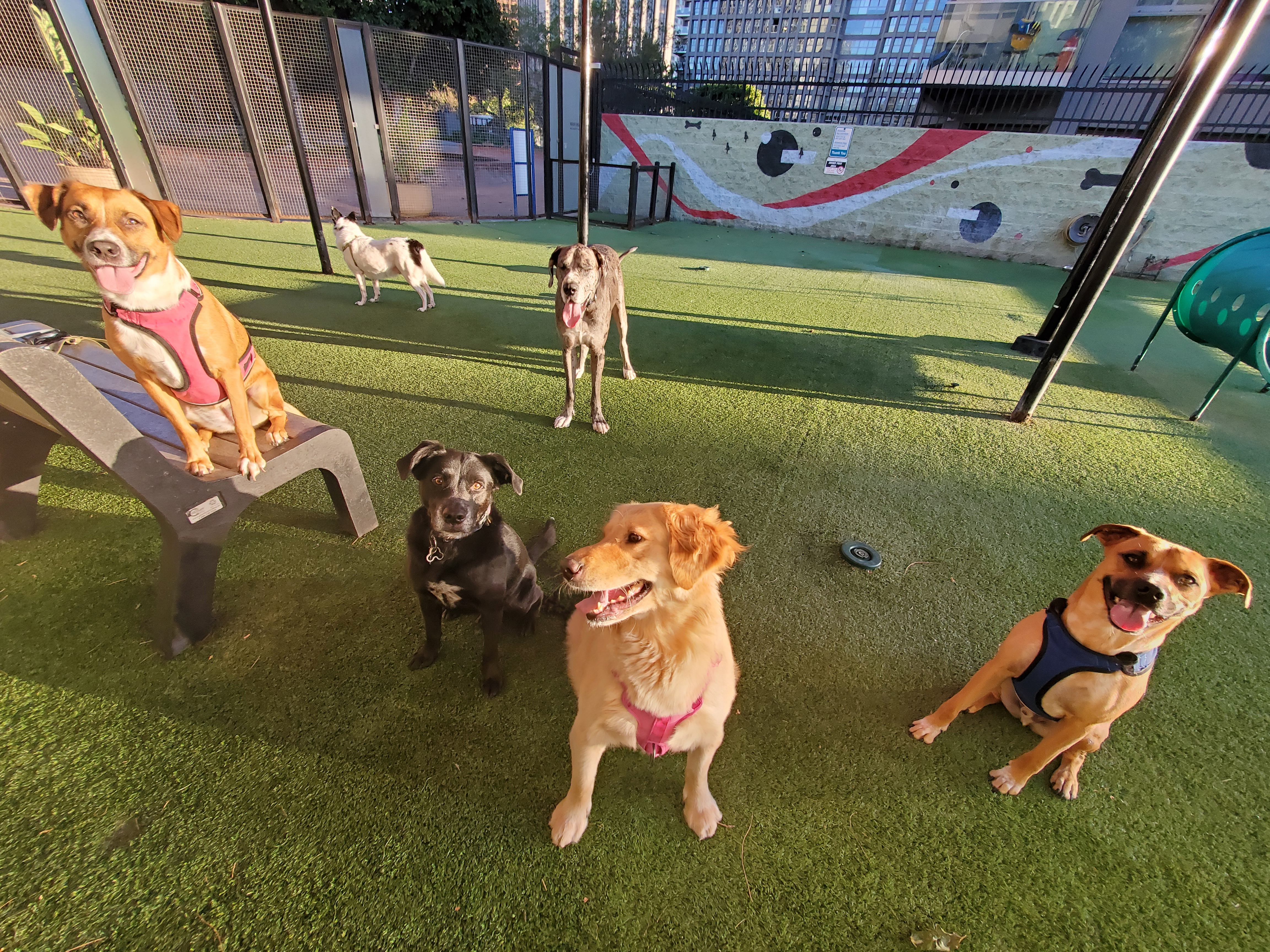 Tailszen pet care