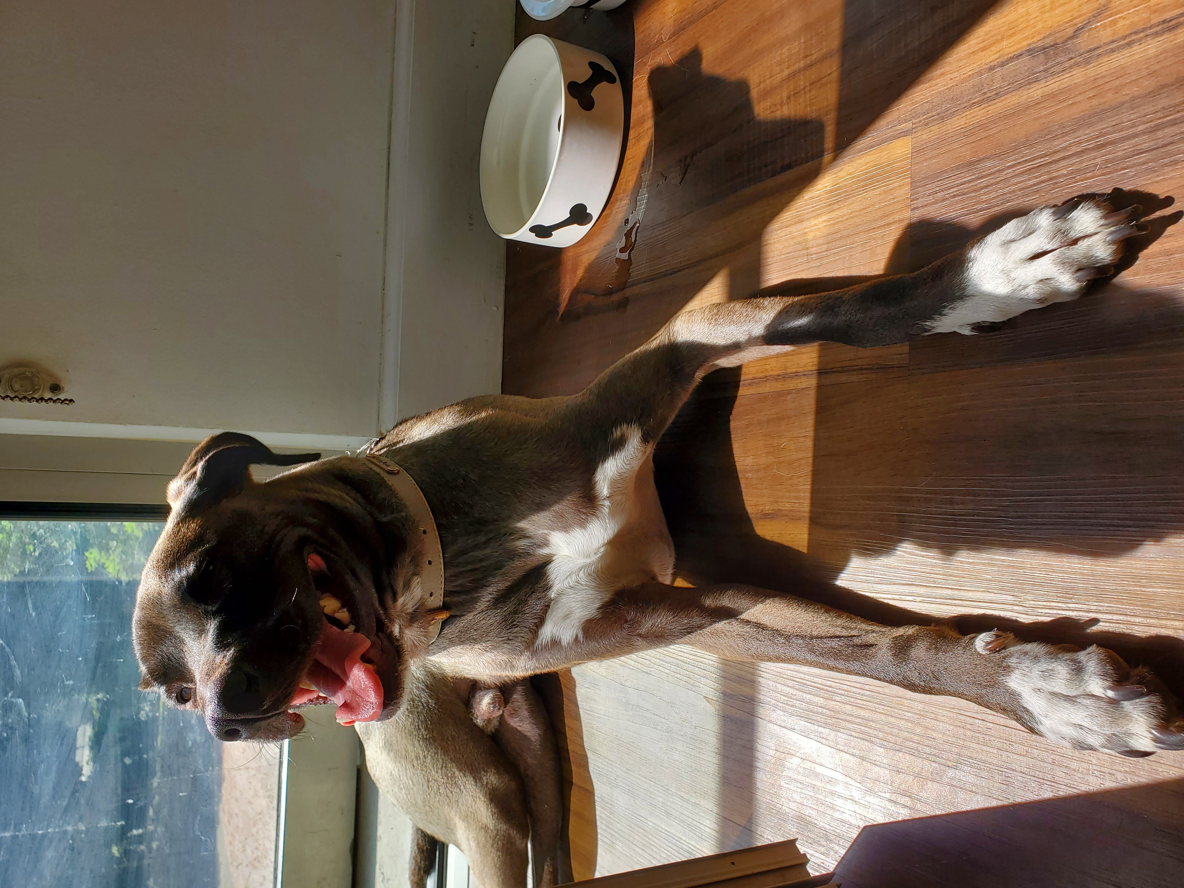 Tailszen pet care