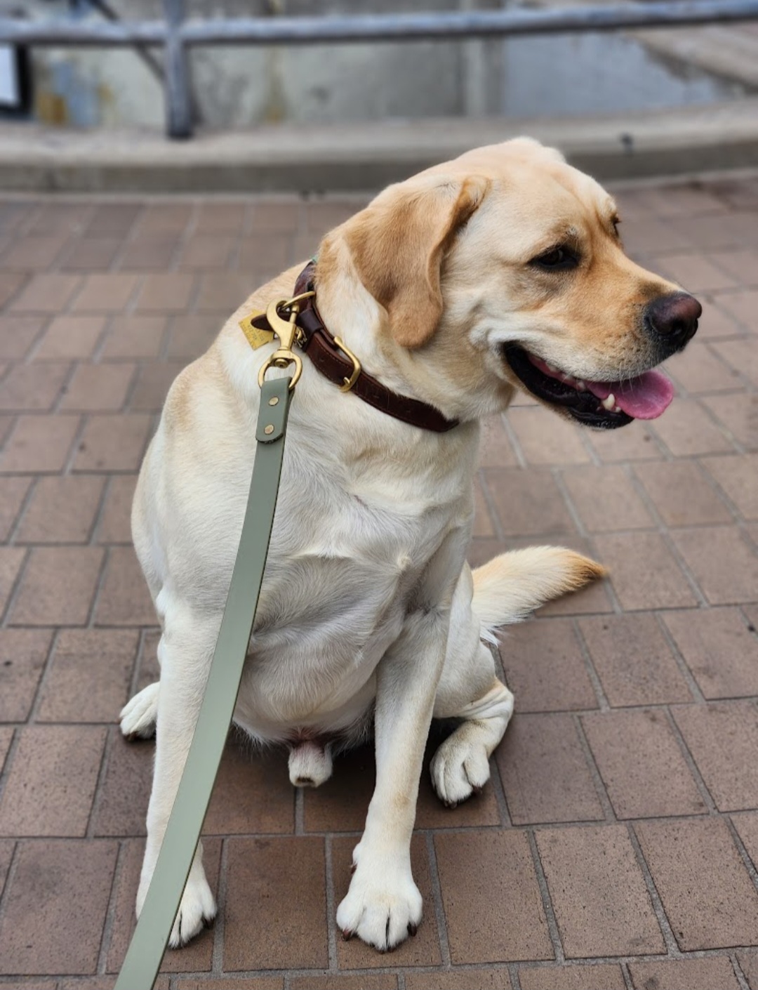 Tailszen pet care