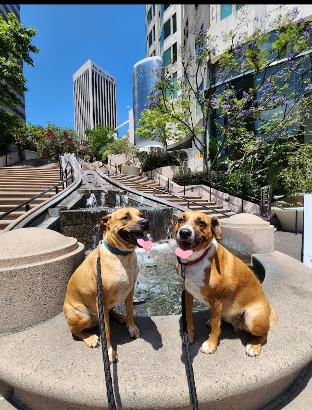 Tailszen pet care