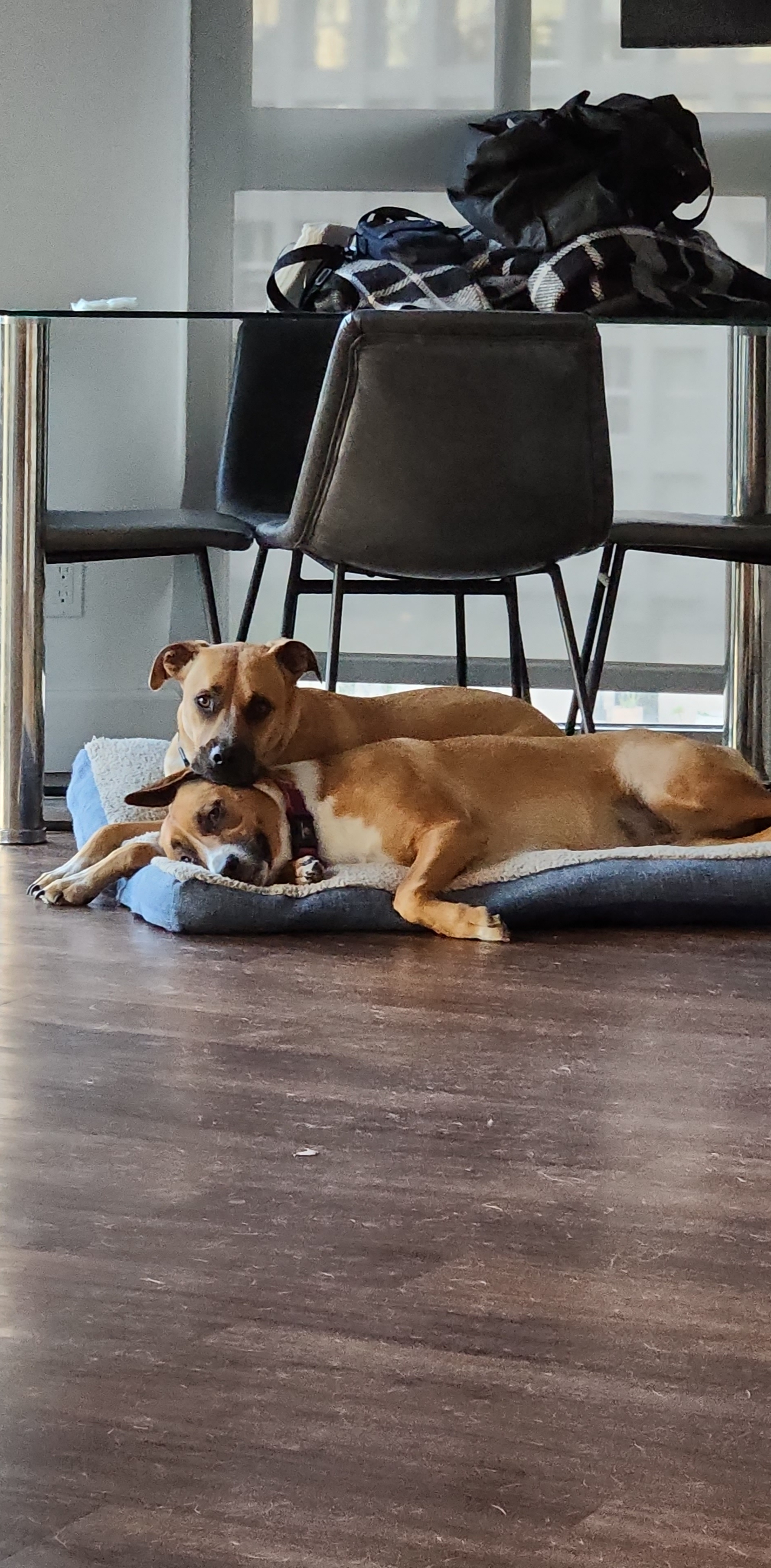Tailszen pet care